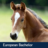 European Bachelor