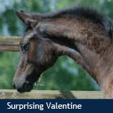 Surprising Valentine