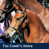 Fox Creek's Amira